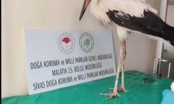 Yaralı leylek tedavisinin ardından doğaya bırakıldı