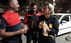Yozgat'ta aracın motorunda mahsur kalan yavru kediyi itfaiye kurtardı