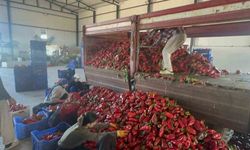 Yüksek aromasıyla öne çıkan Karacabey biberi salça yapımında revaçta
