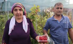 Saimbeyli’de ilk kez yetiştirdi, kilosunu 500 liradan satıyor