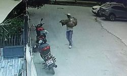 Araçla ezilen köpek kurtarılamadı
