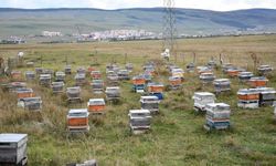 Ardahan'da bal hasadı bitti, 2027 sezonu için kış hazırlıkları başladı