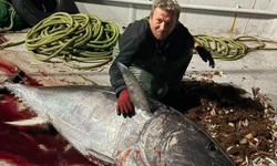 Balıkçılar Saros Körfezi'nde 175 kiloluk orkinos yakaladı