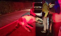Bartın'da otomobil büyükbaş hayvana çarptı: 1 yaralı