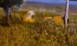 Batman 'Köpekler saldırmıyor' deyip video çekerken derken köpeklerin saldırısına uğradı