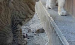 Bir kedi, fareyi diğer kediden korudu