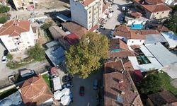 Bir zamanlar darağacı olarak kullanıldığı rivayet edilen çınar, ilçenin simgesi oldu