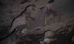 Boz ayıların yiyecek dövüşü kameraya yansıdı