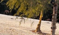 Büyükçekmece'de domuz sürüsü yol kenarına indi