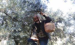 Çoruh Vadisi'nde Butko zeytini hasadı başladı