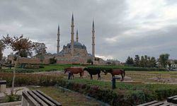 Edirne'de Selimiye Meydanı'nda başıboş atlar görenleri şaşırttı