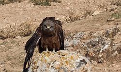 Elazığ'da yaralı ve bitkin çaylak kuşu bulundu