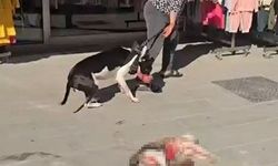 Esenyurt'ta Pitbull sokak kedisini parçaladı, vatandaş tepki gösterdi