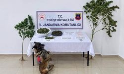 Eskişehir'de uyuşturucu operasyonu: 1 tutuklama
