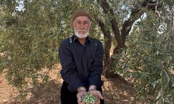 Gaziantep'te sofralık yeşil zeytin hasadı başladı