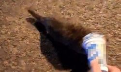 Kafasına plastik kutu sıkışan kedi, yardım için itfaiyeye gitti