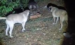 Köpeklerin havlamasına aldırmayan ayı, yemeğini sakince yedi