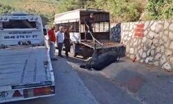 Mersin'de kamyonetten düşen büyükbaş hayvan bayıltılarak götürüldü