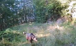 Minik ayılar annelerinin peşinden böyle koştu