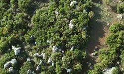 Ormanlık alandaki hazine arazisine kenevir eken şüpheli tutuklandı