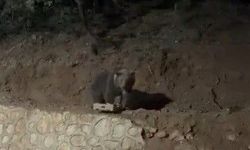 Ovacık'ın sevimli konuğu ayı yine görüntülendi