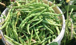 Protein ve lif bakımından zengin olan lübyede hasat başladı