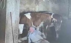 Sevmek istediği ineğinin tekmesiyle yere düştü: O anlar kamerada