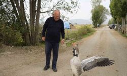 Sürünün dışladığı kaz, İsmail dedenin peşini bırakmıyor