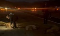 Sürüye çarpan otomobilin sürücüsü ve yolcular ölümden döndü: 20 koyun telef oldu