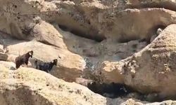 Tunceli'de 70 metre yükseklikte mahsur kalan keçiler kurtarıldı