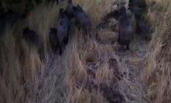 Tunceli'de dronla görüntülenen domuz sürüsü üreticileri endişelendirdi