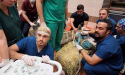 Türkiye'de ilk: Retina rahatsızlığı bulunan deve için kök hücre tedavi süreci başladı