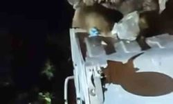 Uludağ'da aç kalan ayı yemek aradı