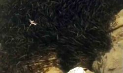 Yüksekova'da binlerce balık susuzluk tehlikesiyle karşı karşıya