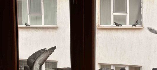 Yürekleri ısıtan davranış: Minik öğrenciden kuşlara ekmek