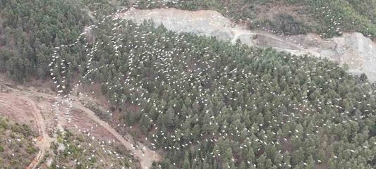Mersin'de ak pelikanların dansı görsel şölen sundu