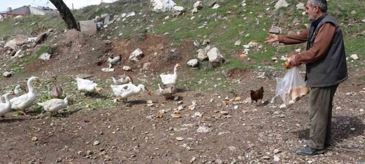 Şehirde renkli görüntüler oluşturan firari kazlar, yuvalarında görüntülendi
