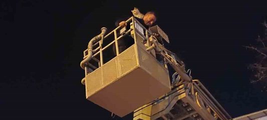 Siirt'te ağaçta mahsur kalan kedi itfaiye ekiplerince kurtarıldı