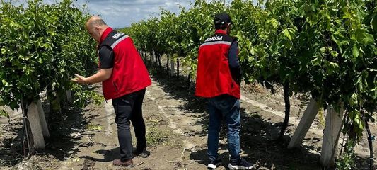 Manisa'da dolu ve selde üzüm bağları zarar gördü