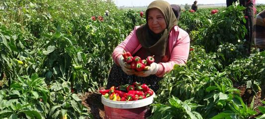 Kavurucu sıcakta acı hasatta çalışan işçiler ellerini yüzlerine süremiyorlar