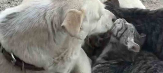 Köpek yavru kedilere annelik yapıyor