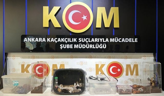 Ankara merkezli 5 ilde satışı yasaklı egzotik hayvan operasyonu