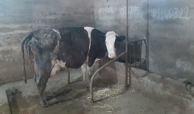 Balıkesir'de inek tek batında 5 buzağı doğurdu