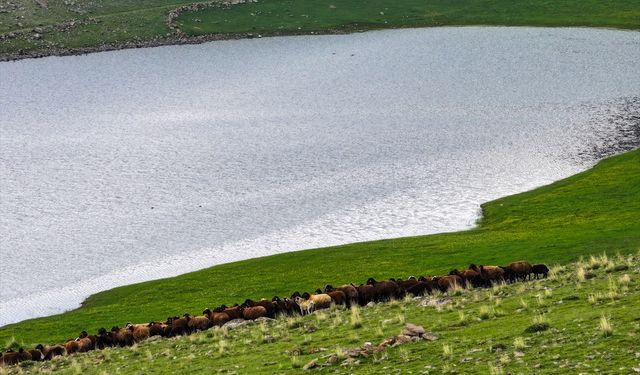 Iğdır'da 10 bin dönüm arazi mera olarak çiftçilerin hizmetine açıldı
