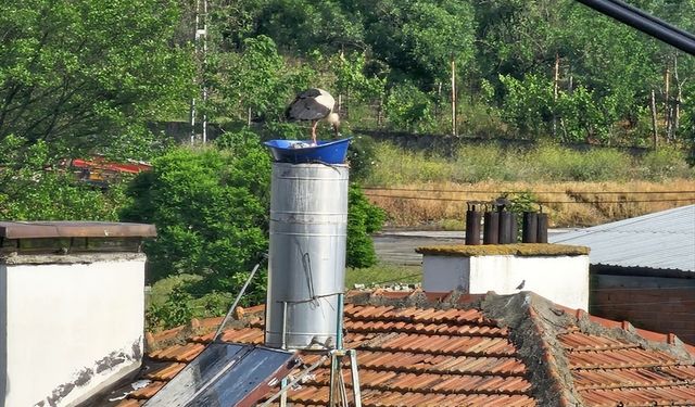 Kastamonu'da leyleklerin rüzgardan dağılan yuvası yeniden yapıldı