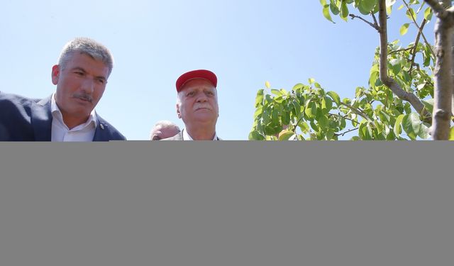 TZOB Genel Başkanı Bayraktar, Çorum'da dondan etkilenen meyve bahçelerini inceledi