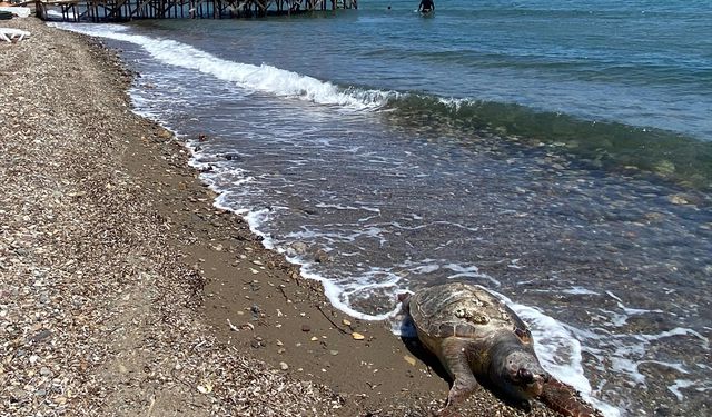 Çanakkale'de ölü caretta caretta sahile vurdu