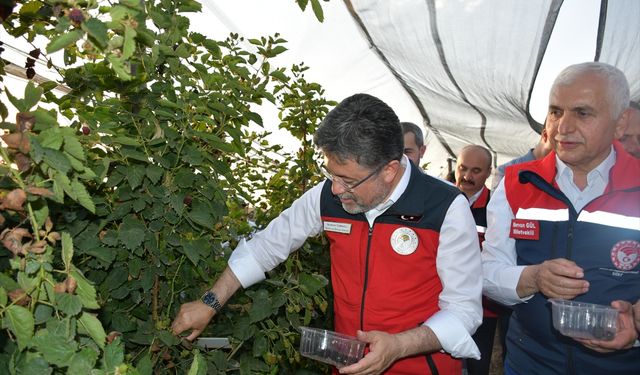 Tarım ve Orman Bakanı İbrahim Yumaklı, Siirt'te böğürtlen hasadına katıldı: