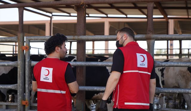 Türk Kızılay'dan Irak'ta ihtiyaç sahibi ailelere dokuz tonluk kurbanlık et bağışı