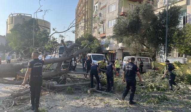 Aydın'da üzerine ağaç devrilen 2 otomobilde hasar oluştu